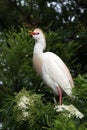 Cattle Egret - Bubulcus ibis - in breeding coloration and plumage. Royalty Free Stock Photo