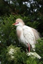 Cattle Egret - Bubulcus ibis - in breeding coloration and plumage. Royalty Free Stock Photo