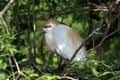 Cattle Egret - Bubulcus ibis - in breeding coloration and plumage. Royalty Free Stock Photo