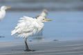 Cattle Egret; Bubulcus ibis Royalty Free Stock Photo