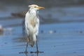 Cattle Egret; Bubulcus ibis Royalty Free Stock Photo