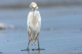 Cattle Egret; Bubulcus ibis Royalty Free Stock Photo