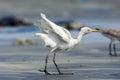 Cattle Egret; Bubulcus ibis Royalty Free Stock Photo