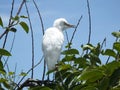 Cattle Egret or Bubulcus ibis Royalty Free Stock Photo