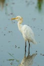 Cattle egret(Bubulcus ibis Royalty Free Stock Photo