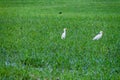 Cattle egret Bubulcus ibis near Dangriga town, Beli