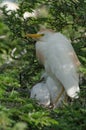 Cattle Egret (Bubulcus ibis)