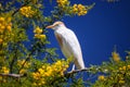 Cattle Egret, Bubulcus ibis nests to Morocco Royalty Free Stock Photo