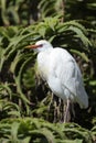 Cattle Egret perched in cactus