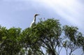 A Cattle Egret (Bubulcus ibis) perched on a tree in Sydney Royalty Free Stock Photo