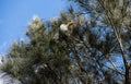 A Cattle Egret (Bubulcus ibis) perched on a tree in Sydney Royalty Free Stock Photo
