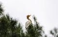 A Cattle Egret (Bubulcus ibis) perched on a tree in Sydney Royalty Free Stock Photo