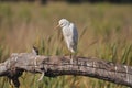 Cattle egret perched on a dead tree Royalty Free Stock Photo