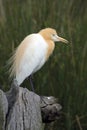 Cattle Egret (Bubulcus Ibis), Perth, Australia Royalty Free Stock Photo