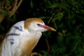 Cattle egret Royalty Free Stock Photo