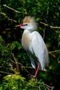 Cattle egret Royalty Free Stock Photo