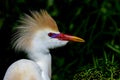 Cattle egret Royalty Free Stock Photo