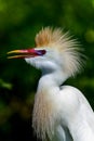 Cattle egret Royalty Free Stock Photo