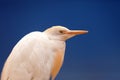 The cattle egret Bubulcus ibis portrait with blue background