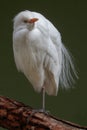 Cattle egret Bubulcus ibis portrait Royalty Free Stock Photo
