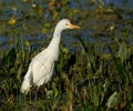 Cattle Egret, Bubulcus ibis, portrait. Royalty Free Stock Photo