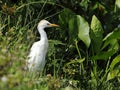 Cattle Egret, Bubulcus ibis, portrait. Royalty Free Stock Photo