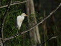 Cattle Egret, Bubulcus ibis, portrait. Royalty Free Stock Photo