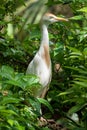 Cattle egret Bubulcus ibis with red orange breeding coloration, perched in green foliage - Davie, Florida, USA Royalty Free Stock Photo