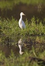 Cattle Egret (Bubulcus ibis) reflection Royalty Free Stock Photo