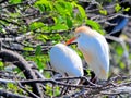 Cattle egret (Bubulcus ibis) Royalty Free Stock Photo