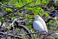 Cattle egret, Bubulcus ibis Royalty Free Stock Photo