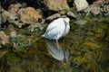 Cattle Egret (Bubulcus ibis) Royalty Free Stock Photo