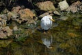 Cattle Egret (Bubulcus ibis) Royalty Free Stock Photo