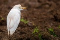 Cattle Egret Royalty Free Stock Photo
