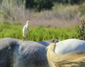 Cattle egret, Bubulcus ibis, standing on a horse, Camargue, Fran Royalty Free Stock Photo