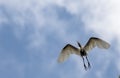 A Cattle Egret (Bubulcus ibis) taking off from a tree