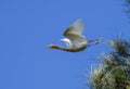 A Cattle Egret (Bubulcus ibis) taking off from a tree Royalty Free Stock Photo