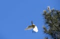 A Cattle Egret (Bubulcus ibis) taking off from a tree