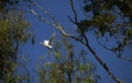 A Cattle Egret (Bubulcus ibis) taking off from a tree