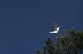 A Cattle Egret (Bubulcus ibis) taking off from a tree