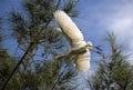 A Cattle Egret (Bubulcus ibis) taking of from a tree