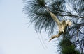 A Cattle Egret (Bubulcus ibis) on a tree in Sydne