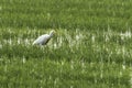 A Cattle egret Royalty Free Stock Photo