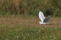 cattle egret (Bubulcus ibis) Viera Wetlands  Florida USA Royalty Free Stock Photo