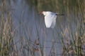 cattle egret (Bubulcus ibis) Viera Wetlands  Florida USA Royalty Free Stock Photo