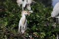 cattle egret (Bubulcus ibis) Wakodahatchee Wetlands Florida USA Royalty Free Stock Photo