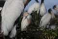 cattle egret (Bubulcus ibis) Wakodahatchee Wetlands Florida USA Royalty Free Stock Photo