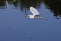 cattle egret (Bubulcus ibis) Wakodahatchee Wetlands Florida USA Royalty Free Stock Photo