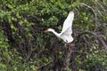 Cattle Egret Building Nest Royalty Free Stock Photo