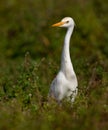 Cattle Egret in the bush Royalty Free Stock Photo